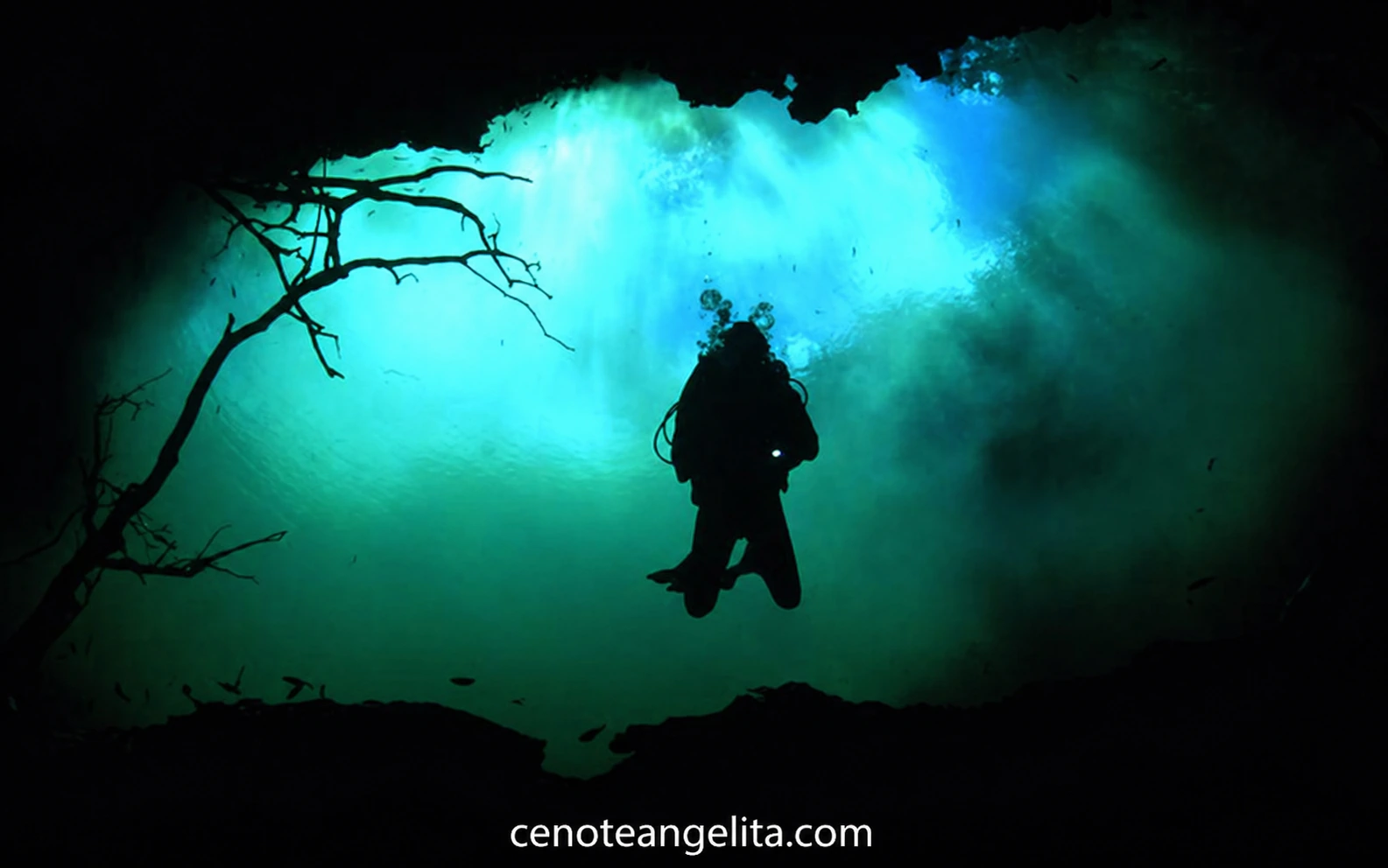 Diver silhouetted below the cenote opening in the Riviera Maya