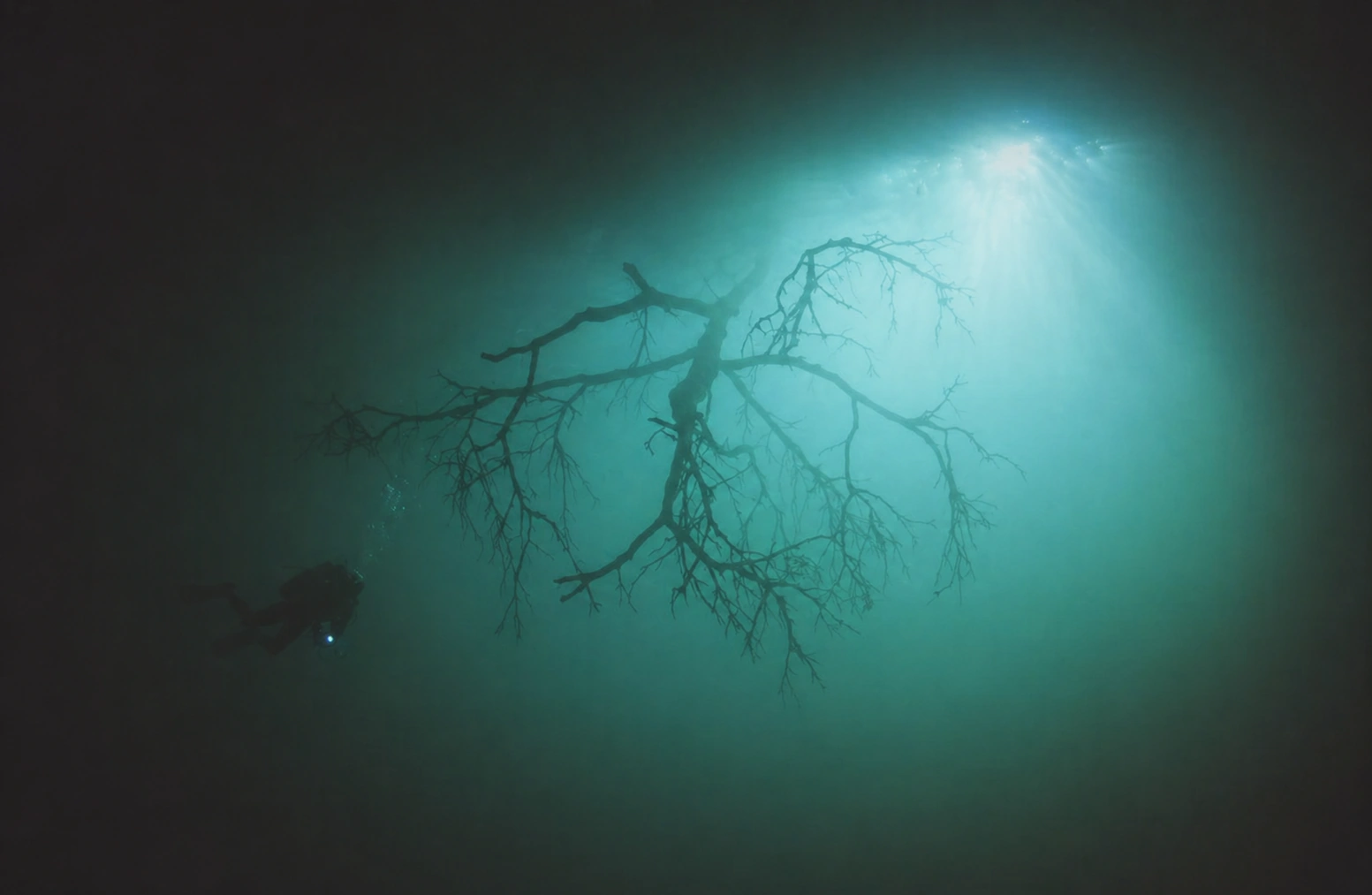 A diver and tree branches silhouetted in the green-blue light of Cenote Angelita
